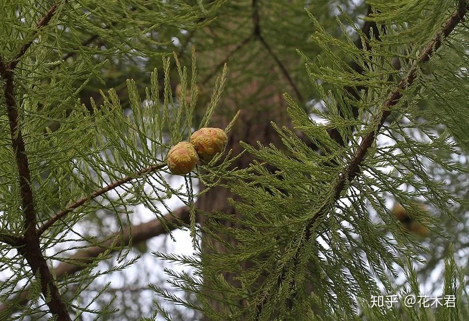 国家Ⅰ级濒危重点保护珍稀植物:水松 - 知乎