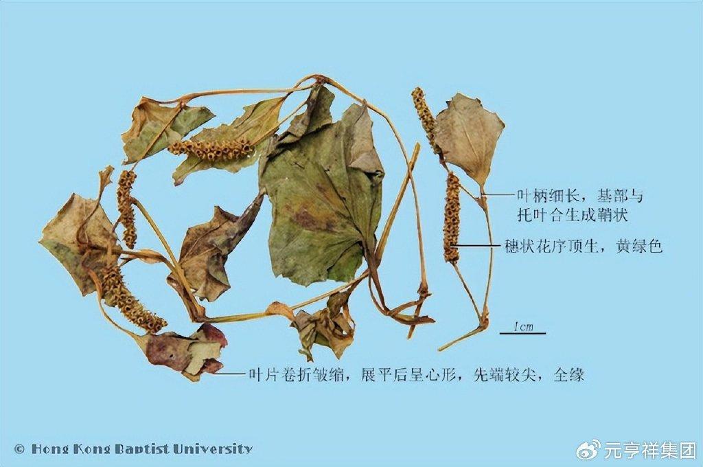 【元亨祥本草纲目】鱼腥草