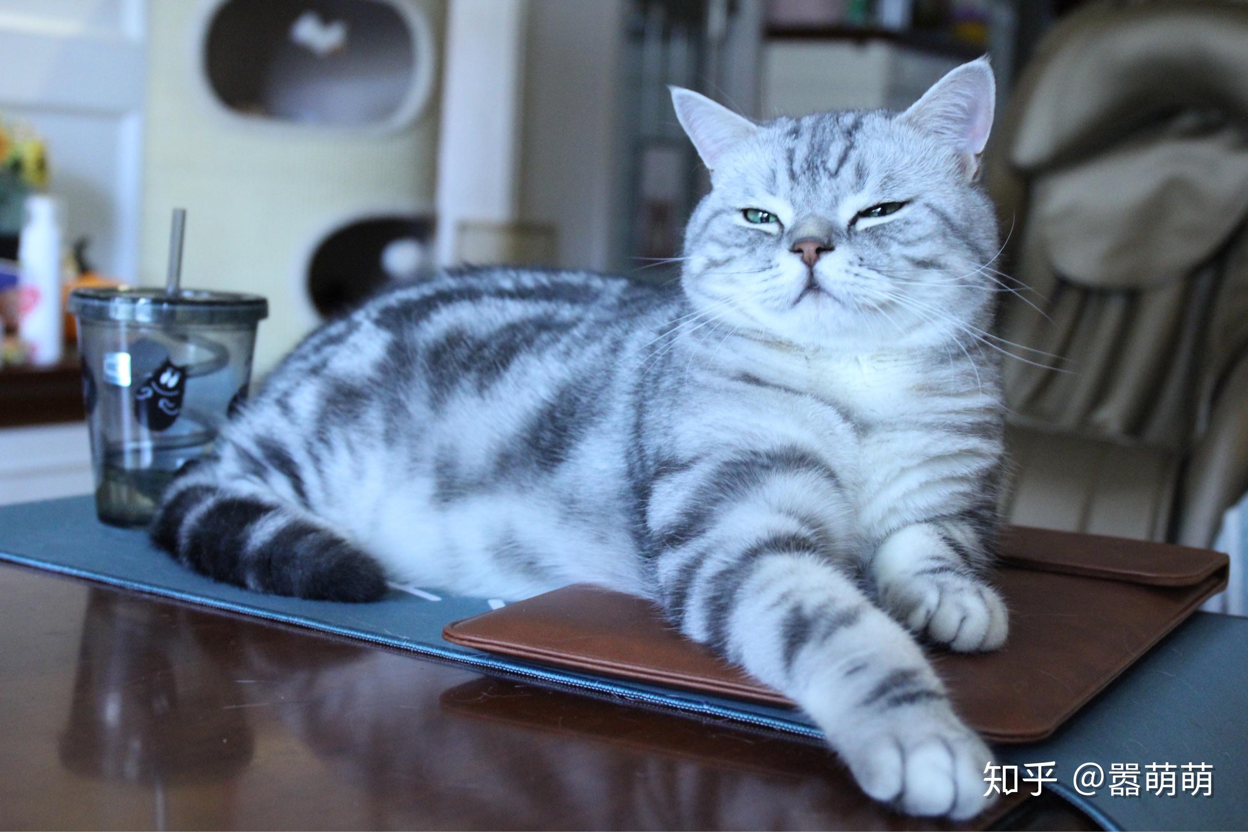 怎么看小猫的眼睛有没有问题 v2-35ffa55302fa45fd30c12b1f1eb1f4be_r.jpg