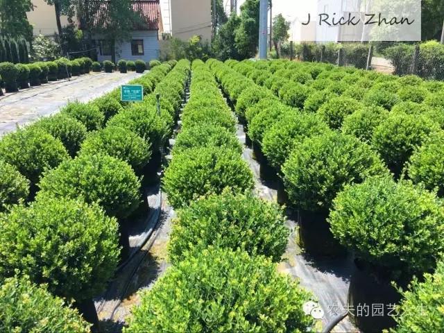 （园林造景）景观植物的应用——灌木之美 - 知乎