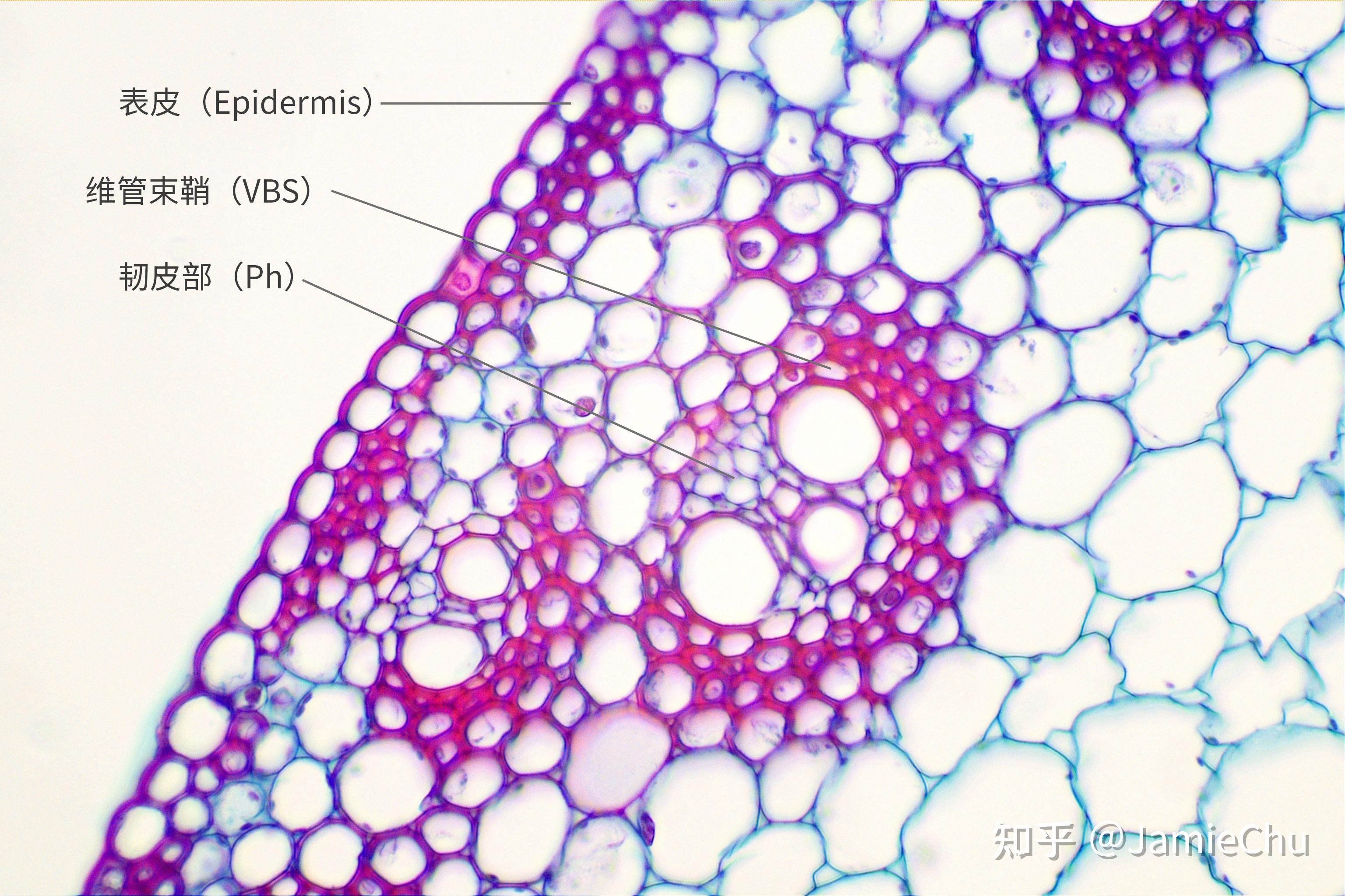 茎的韧皮部图片