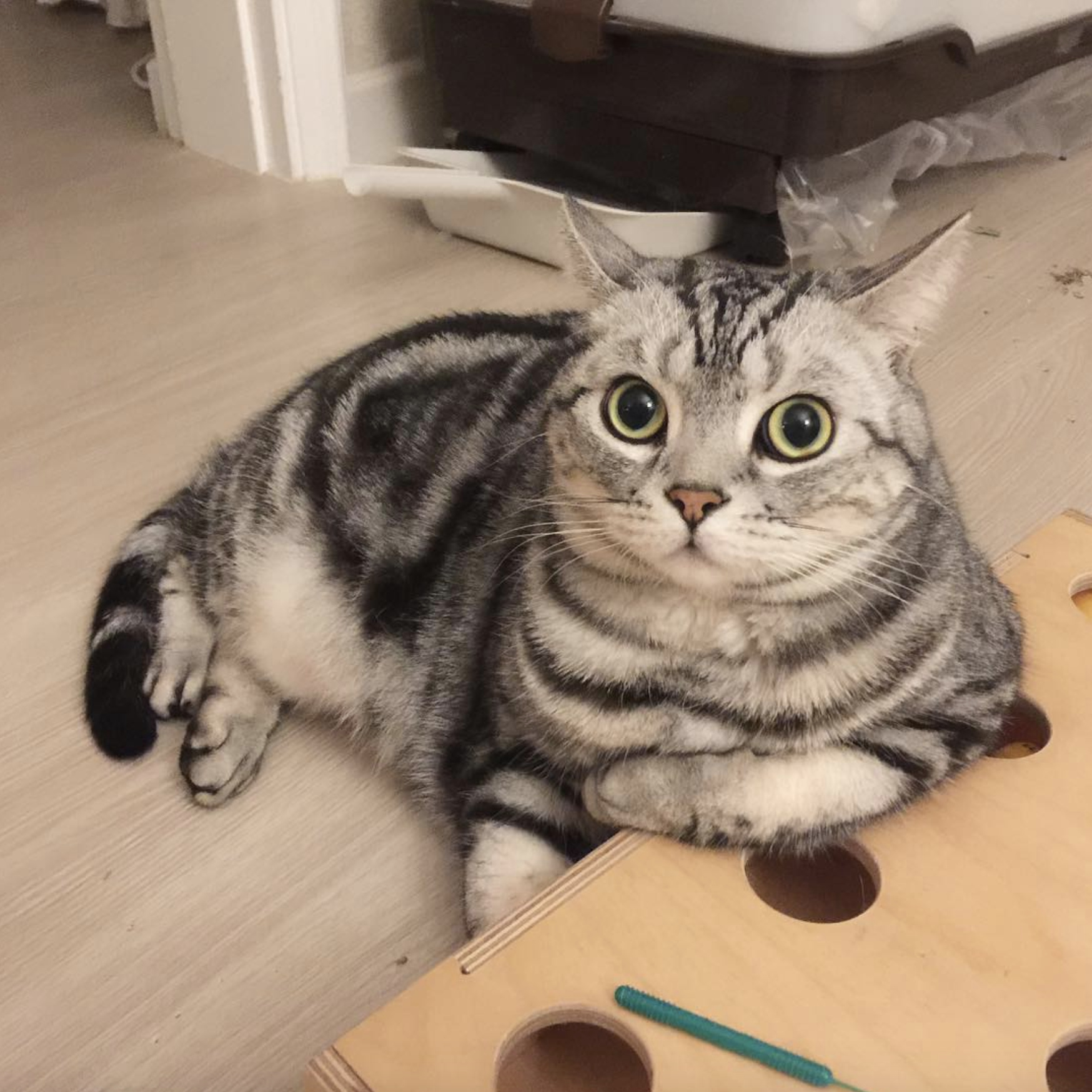 吸猫大会美国短毛猫mog