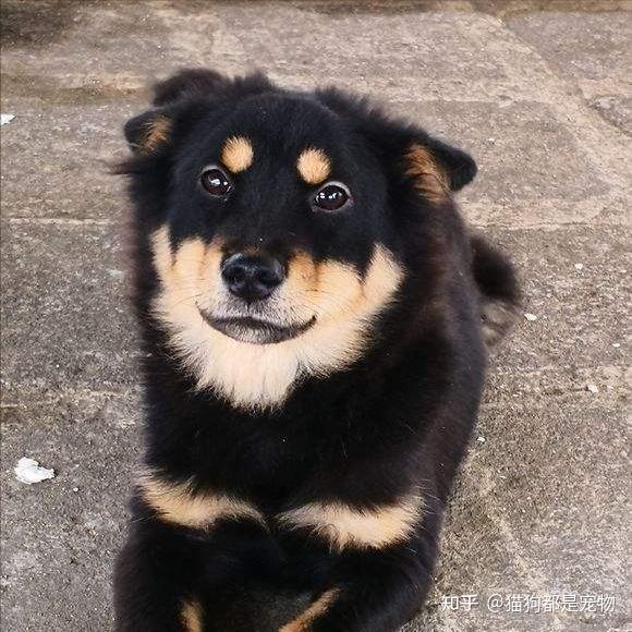 “四眼土狗”到底有什么魅力？能让每个人都对它着迷！ - 知乎