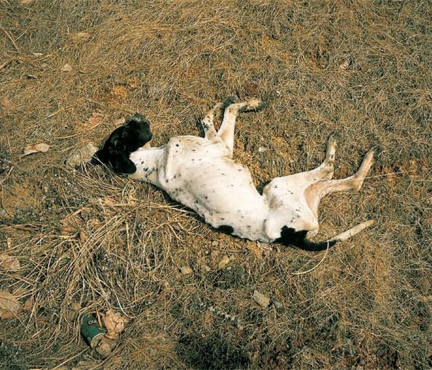 日本美大教授图鉴武藏野美术大学写真学科小林のりお