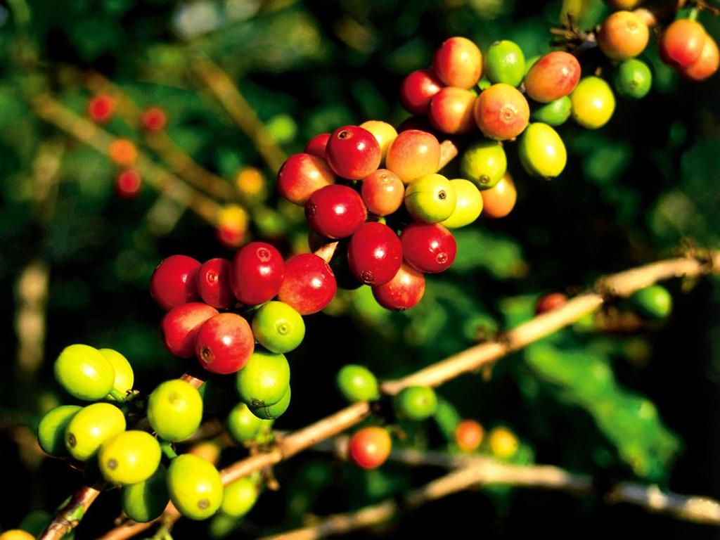 外表最美的咖啡科纳咖啡