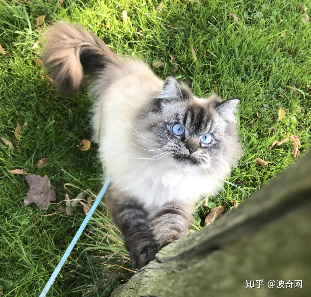 吸猫大会布偶混血猫merlin