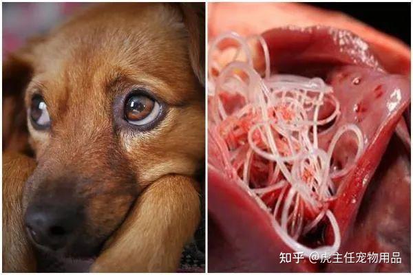 狗狗驱虫指南体内外驱虫完整攻略