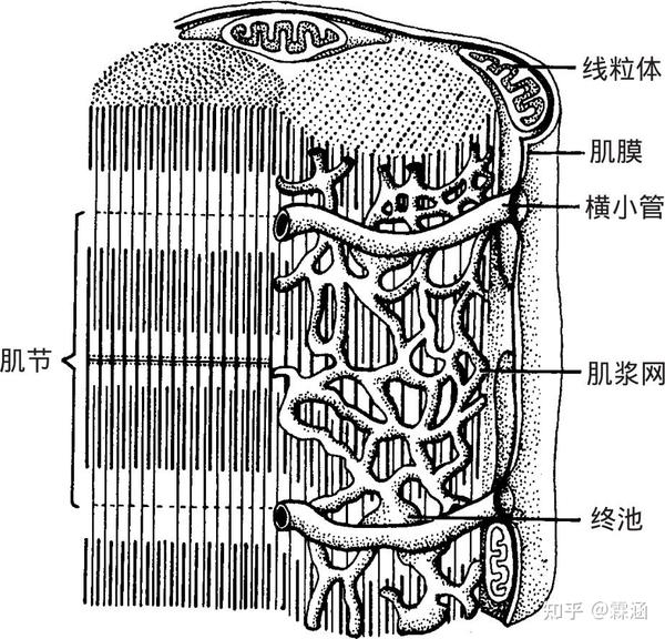 组胚学习笔记:肌组织 - 知乎