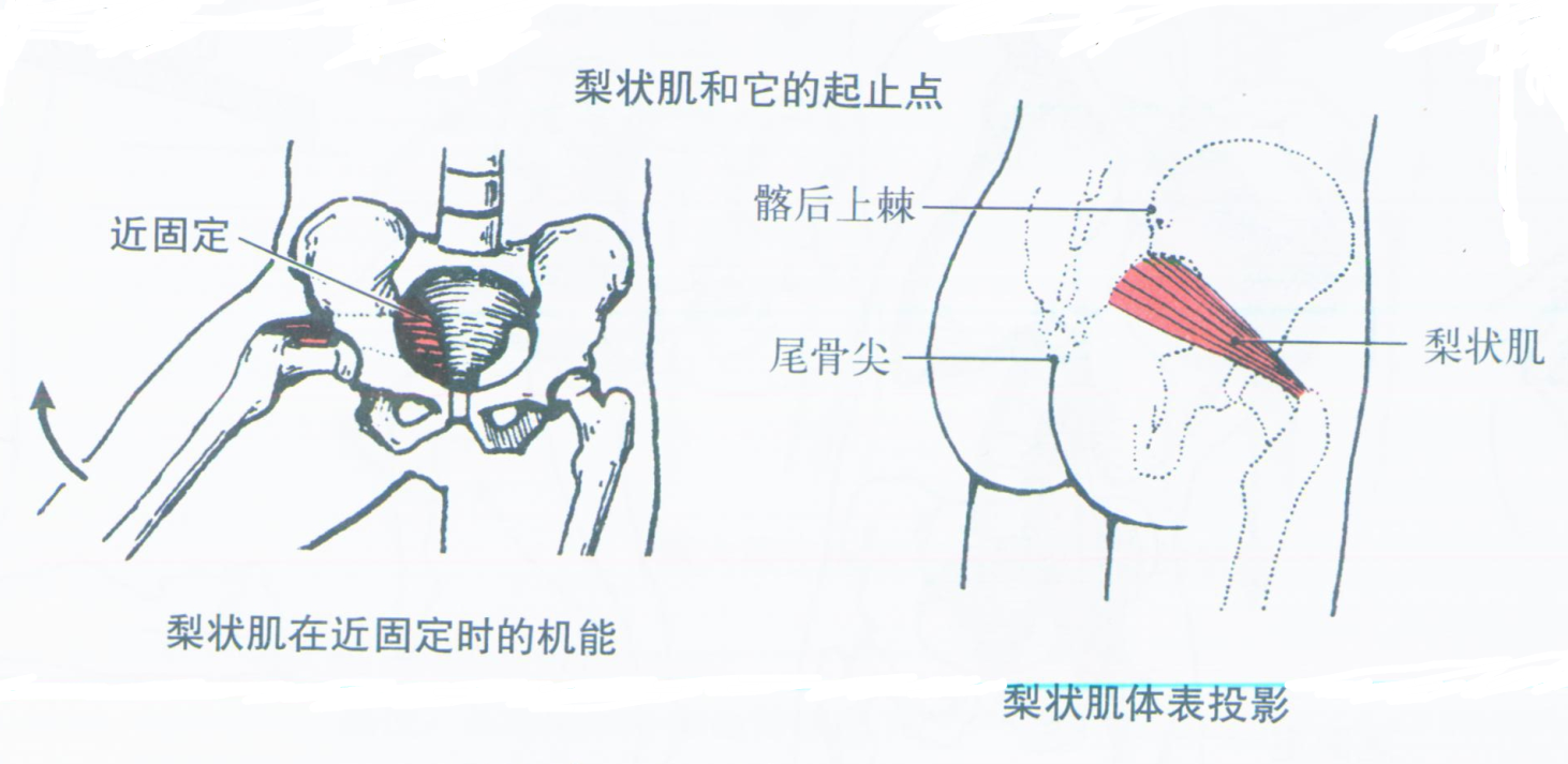 1,梨状肌(piriformis)