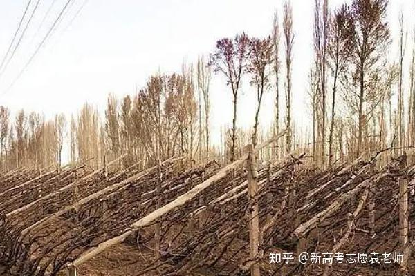 如何看待官方公布敦煌防护林调查结果存在防护林减少葡萄园增加毁林