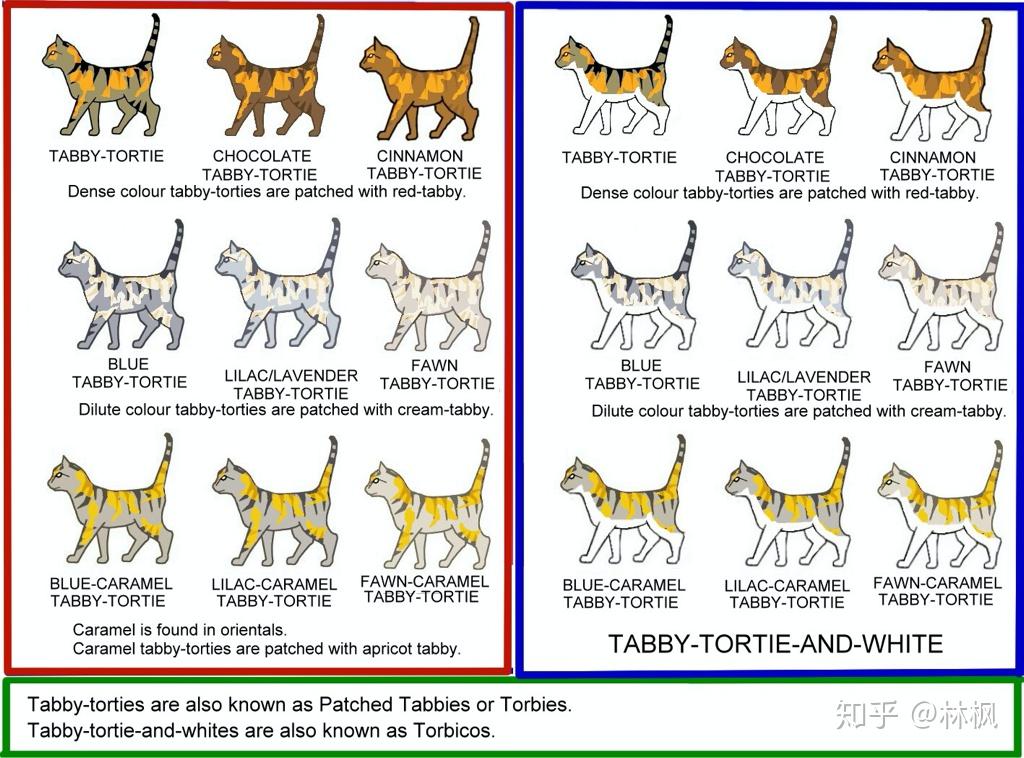 玳瑁猫繁育配色表图片