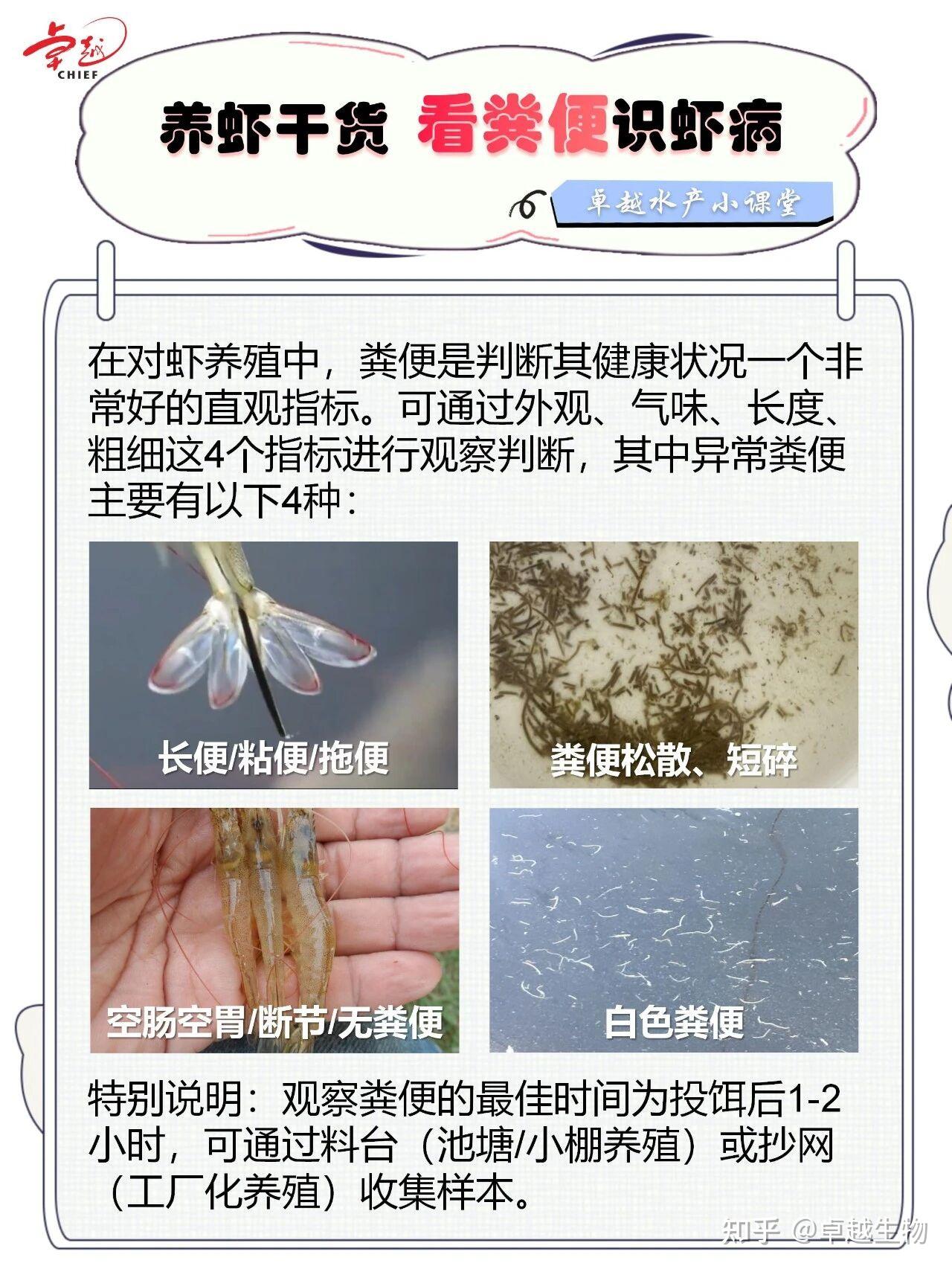 看虾便识健康,一次搞懂对虾长便、拖便、白便、稀便、无便……原因及解决方案 - 知乎