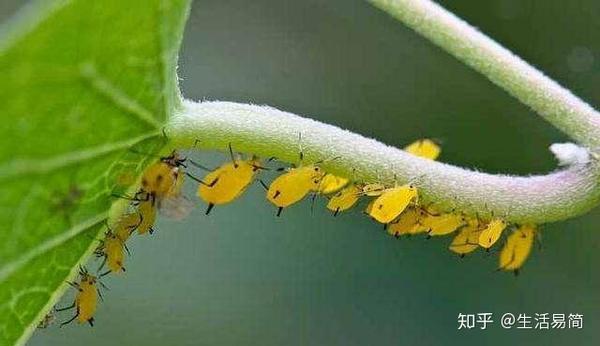 盆栽植物最怕这5种虫害 快来看看如何解决它们吧 知乎