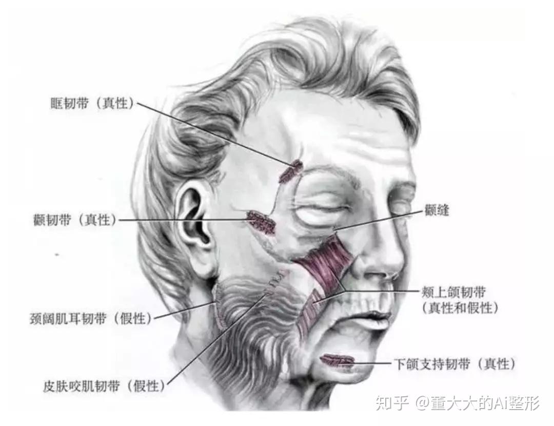 面部表情肌解剖示意图-人体解剖图,_医学图库