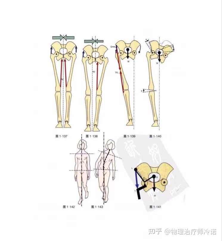髋关节的屈曲运动屈曲运动使大腿前方靠近躯干,整体上,主动屈曲的活动