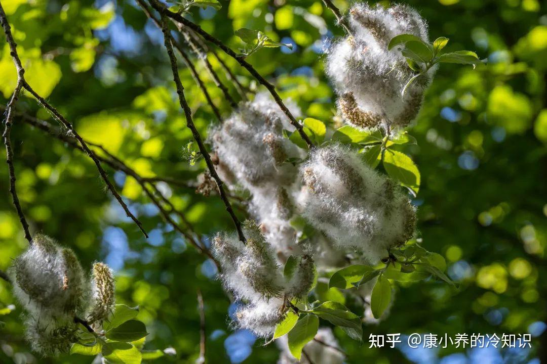 春天就开始的“漫天飞絮”什么时候结束?别忘了做好健康防护! - 知乎