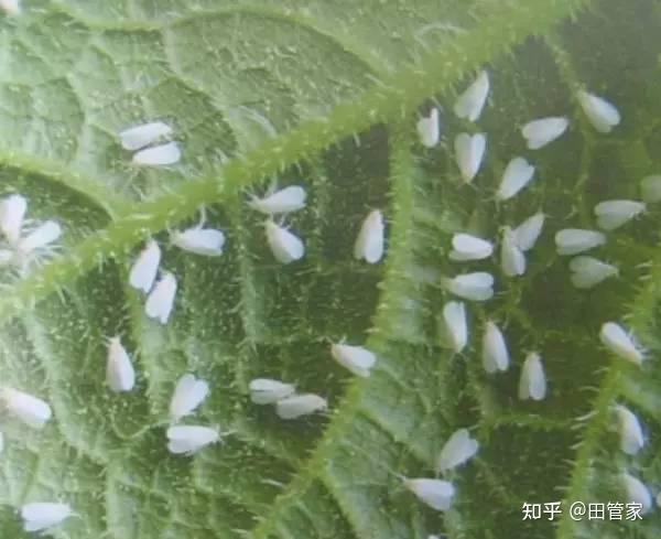 家庭养植花卉常见病虫害及其防治方法- 知乎