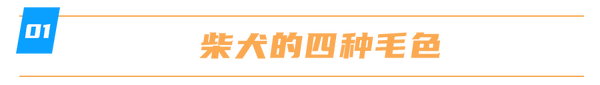 干货分享 柴犬的毛色及被毛长短的遗传规律 知乎