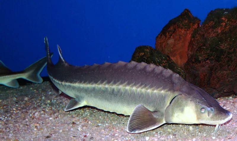 古代人都怎么食用鲟鱼肉呢?鲟龙鱼的魅力原来这么强大