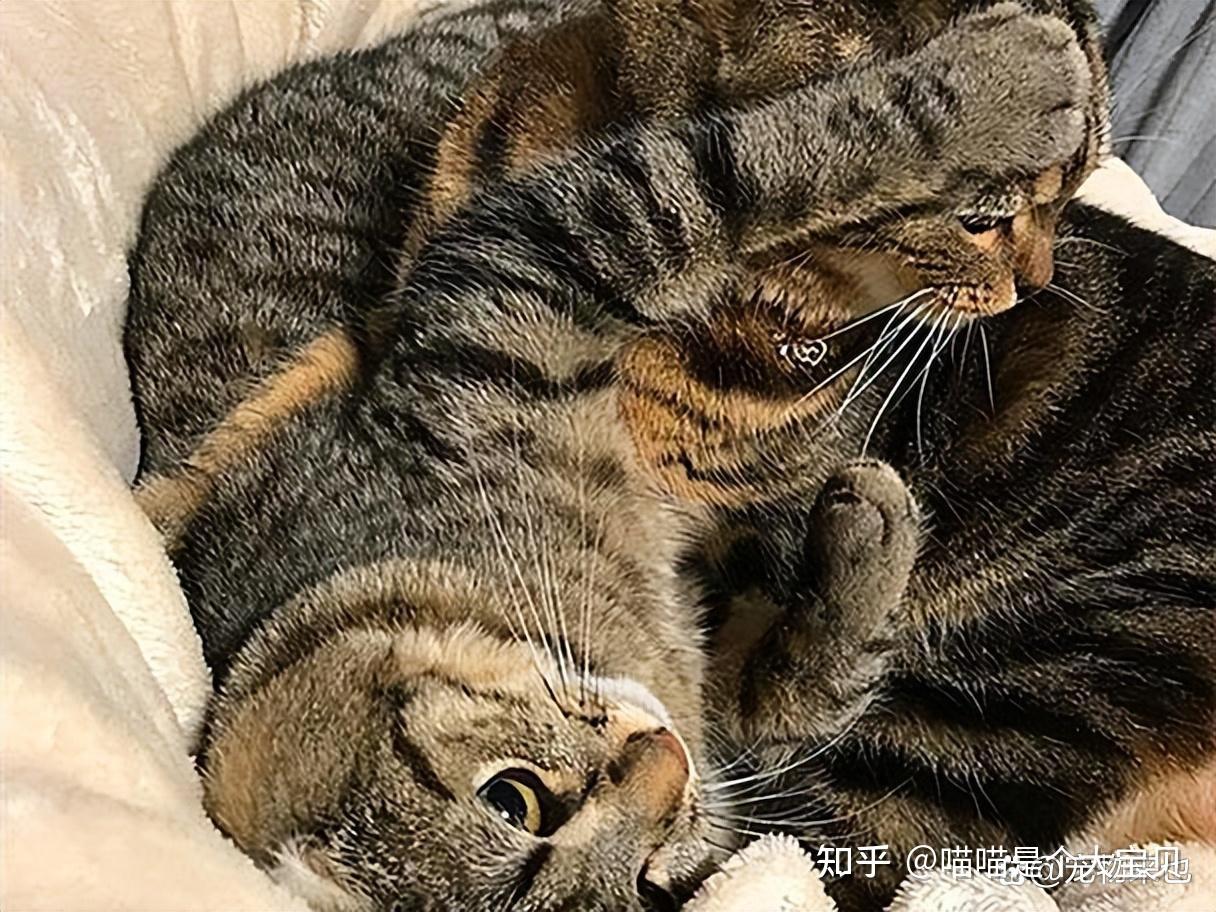 盘点“最凶”的几种猫,动不动就咬人,难教养! - 知乎