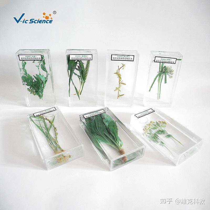 植物原色浸制标本怎么进行处理 - 知乎