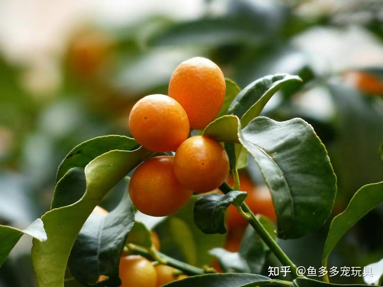 水果百科：金桔 - 知乎