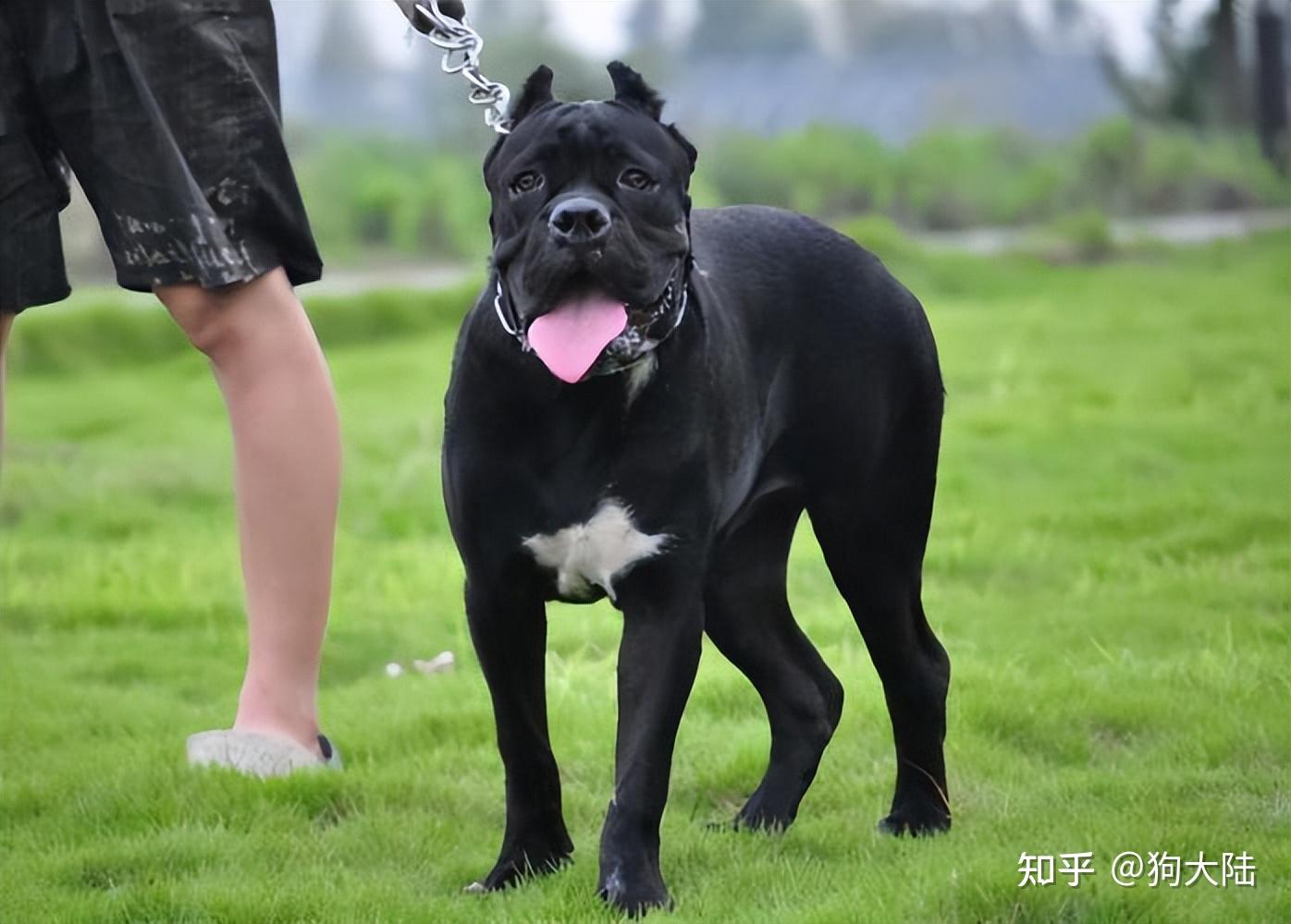 最新禁养犬名单出炉中华田园犬上榜网友不理解