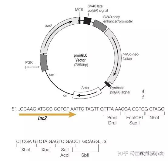 miRNA荧光素酶实验完全攻略