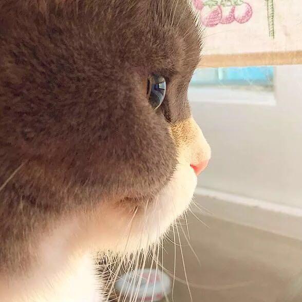 白金一只猫