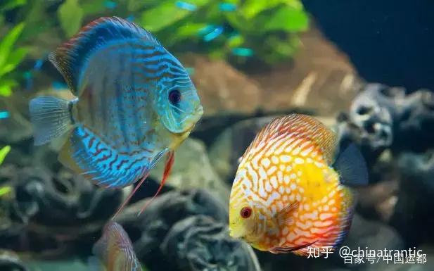 【威海运都】☆海识 | 会“说话”的鱼 - 知乎