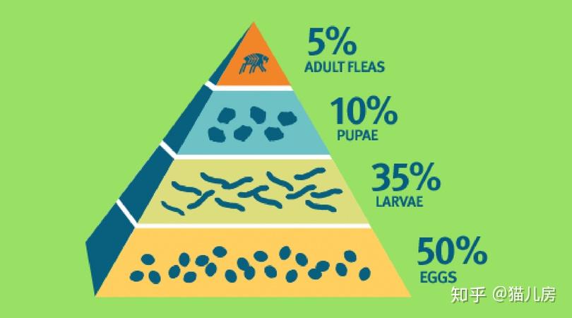 跳蚤种群数量金字塔