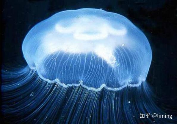 海蜇的形状好似一只降落伞,它全身没有骨骼,肉质细嫩.