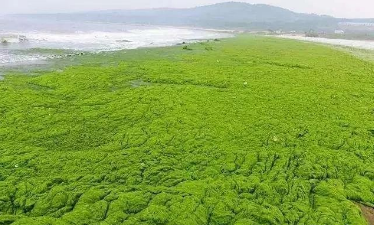 我国黄海海域常规化海洋生态灾害-浒苔绿潮,怎么监测和防治? - 知乎