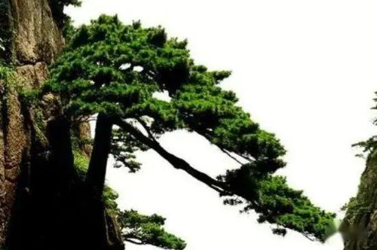 不老松的养殖方法和注意事项 - 知乎