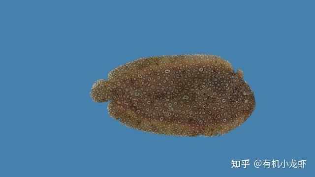 眼斑豹鳎 - 知乎