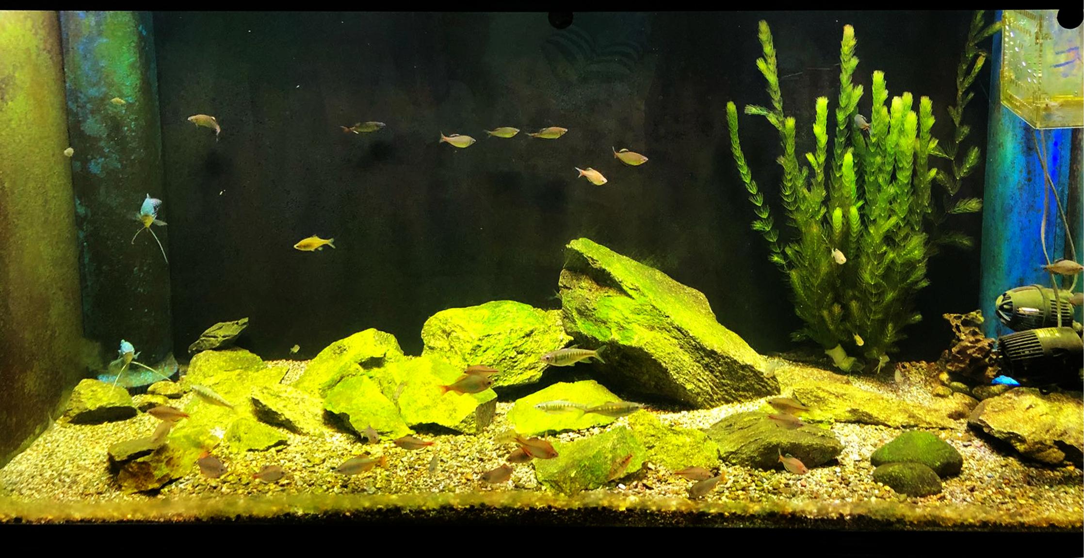 鱼缸爆藻四要素掌握好，即可培养一片绿色生机，只是时间问题 - 知乎