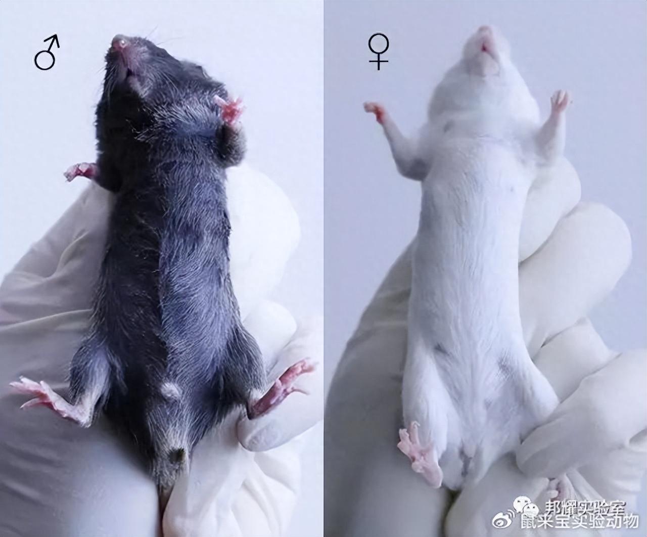 实验-小白鼠的捉拿与灌胃_哔哩哔哩_bilibili