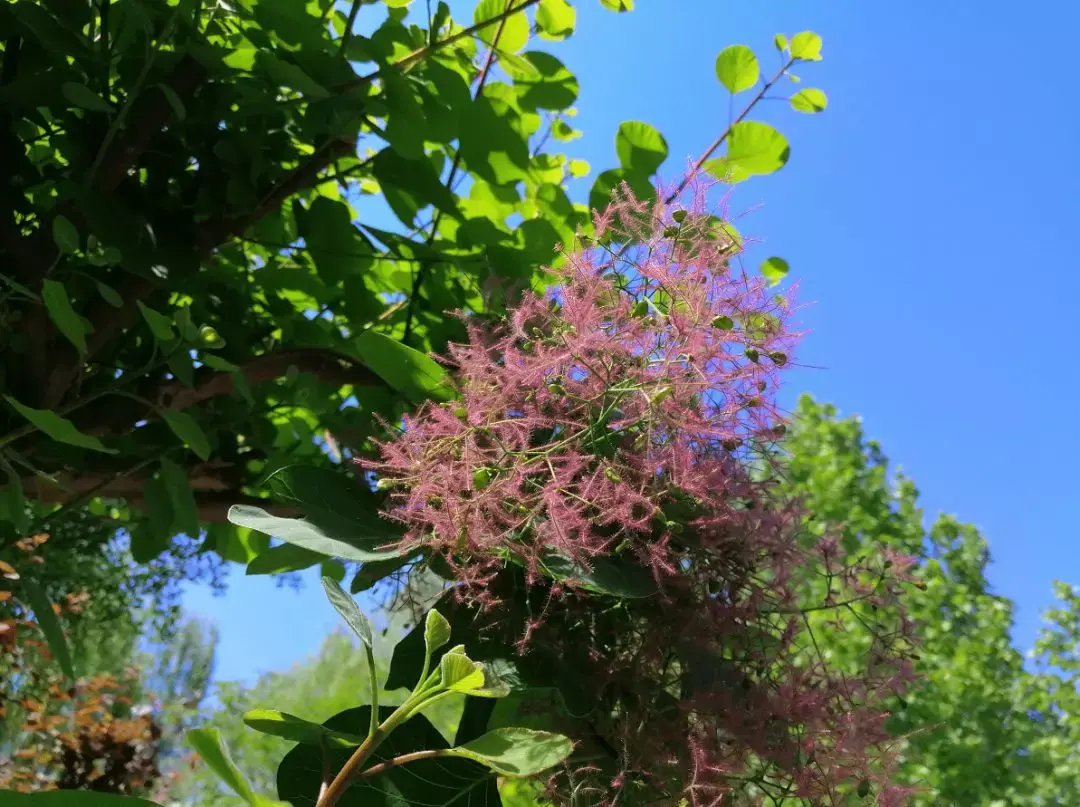 【认识植物】雾中情人 | 黄栌,初夏观花,金秋赏叶 - 知乎