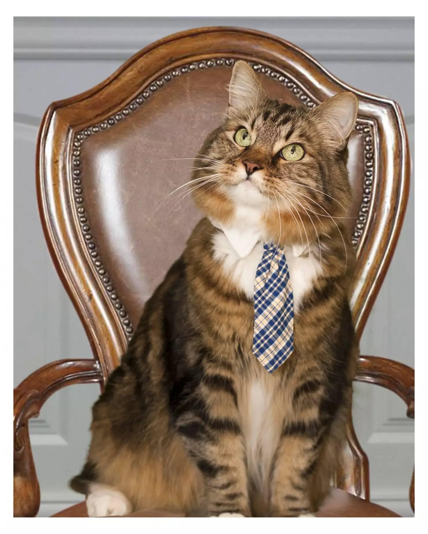 猫周刊丨看啊这些野心猫们