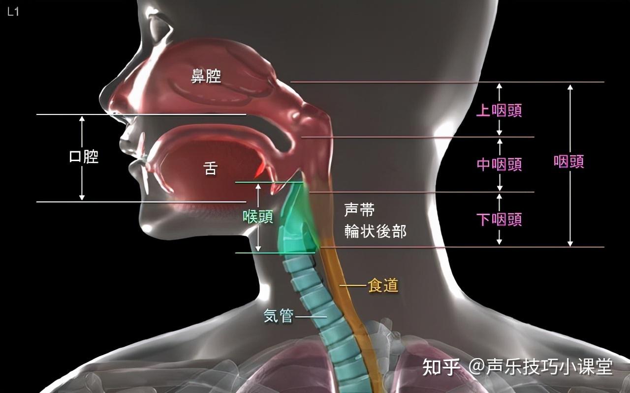 唱歌如何灵活运用发音器官? - 知乎