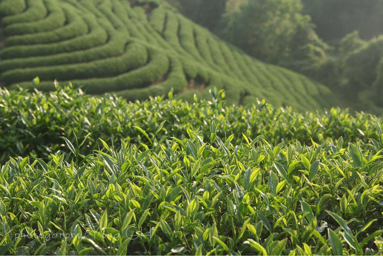 三代龙井茶树品种 - 知乎