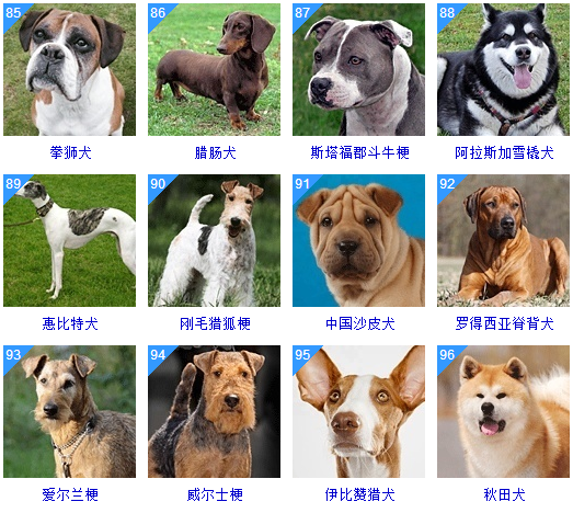 178种狗狗品种大全，原来按体型智商都是这么分！ 知乎 