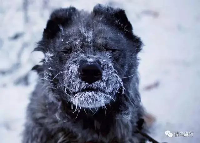 零下50°C，在奥伊米亚康感受极寒 - 知乎