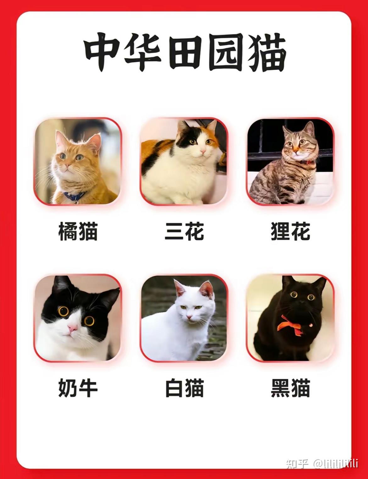 猫猫!救星!最全的猫猫种类大全 - 知乎