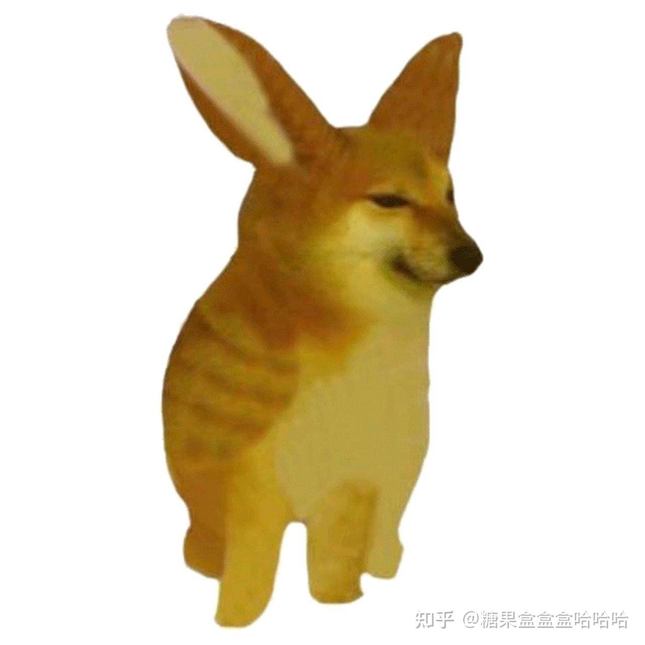 面包狗,香肠狗,狗蛙,十二生肖狗. - 知乎