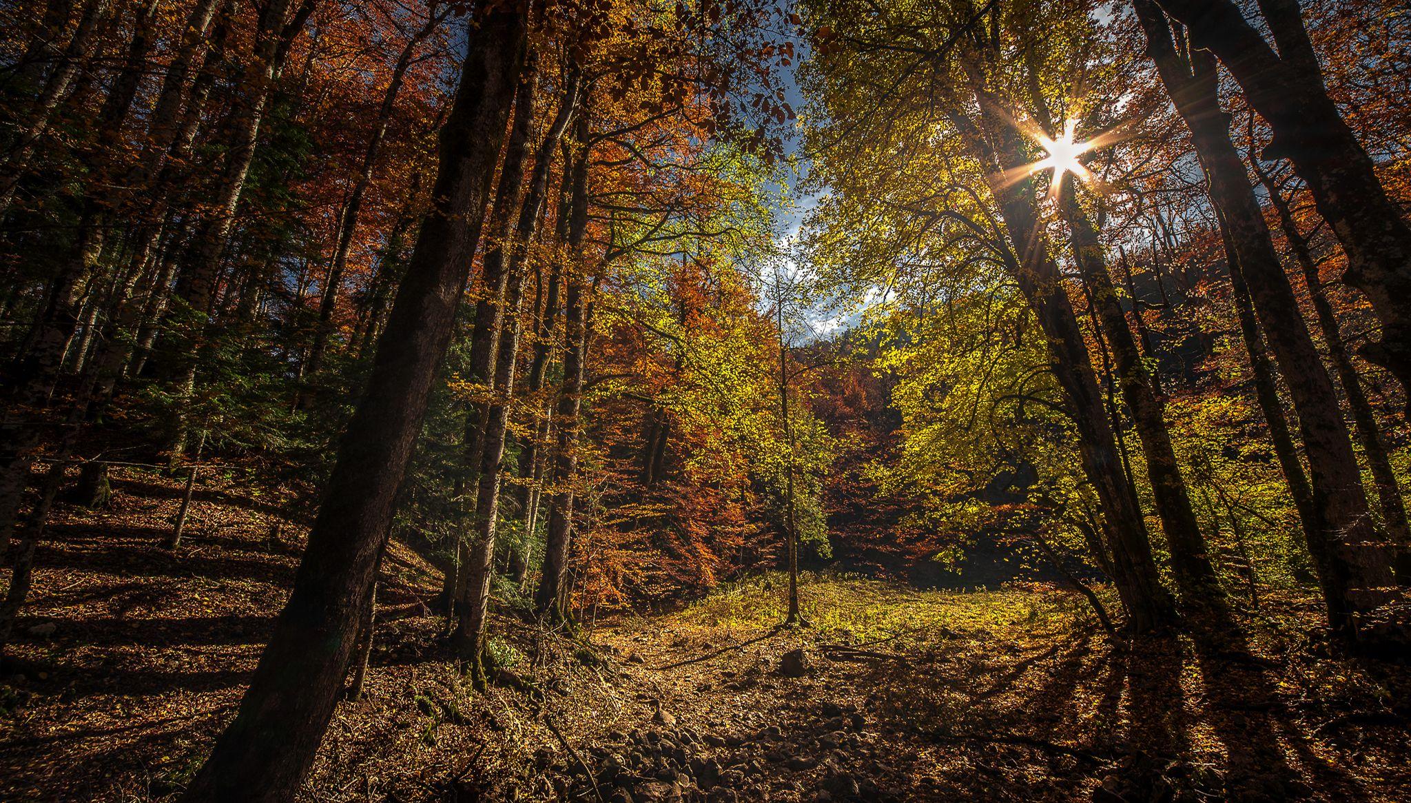 有没有什么好看的枫林电脑壁纸推荐