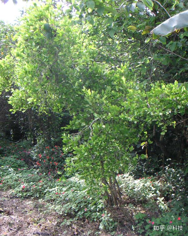 毒品原植物古柯:五千年前有人嚼食 曾见证殖民罪恶史 - 知乎