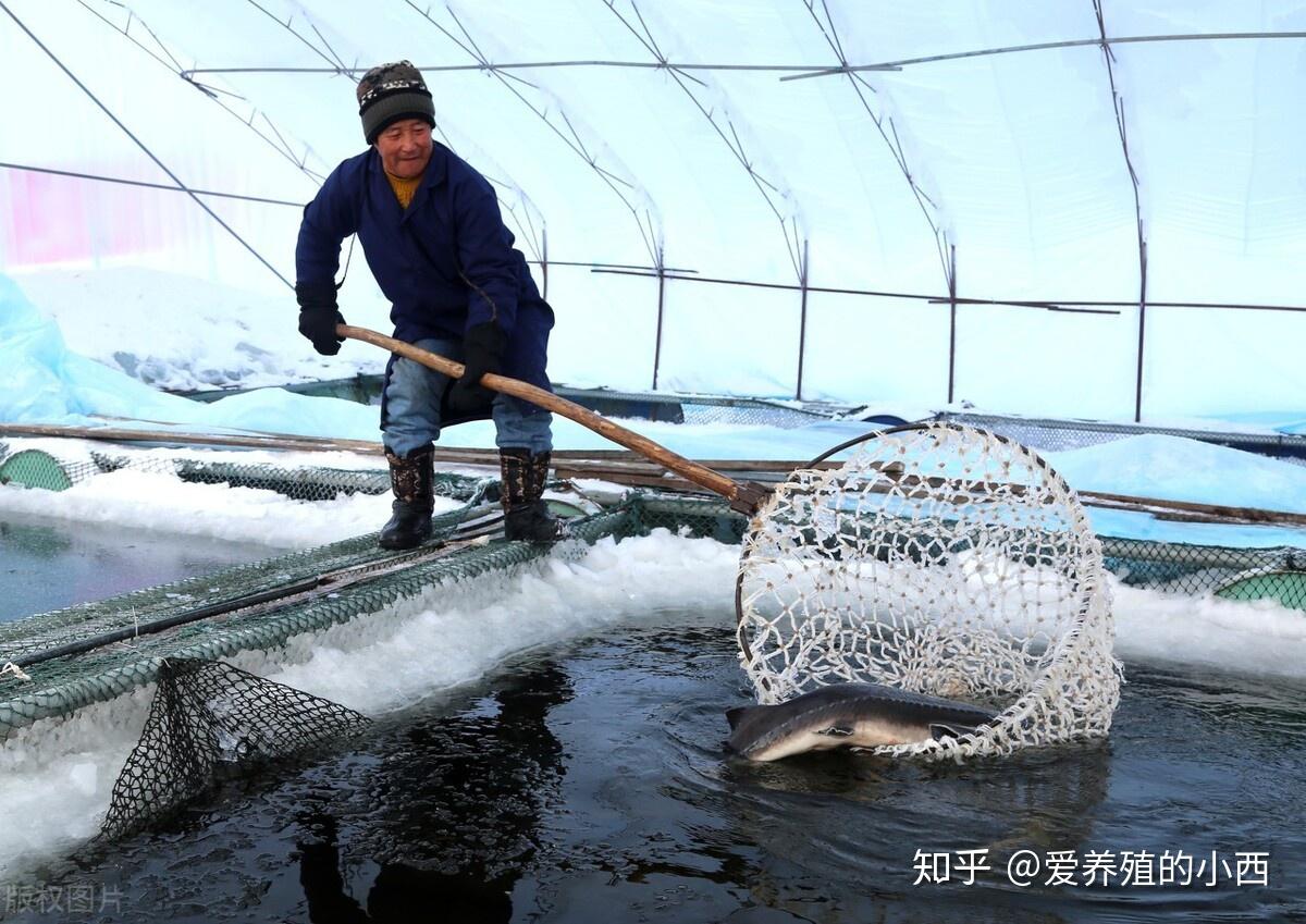 史上最全的鱼类越冬方法建议收藏