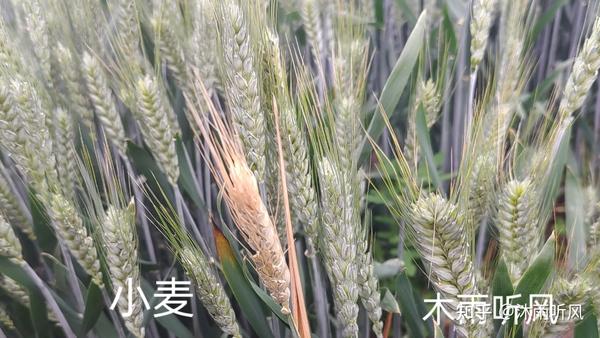 小麦扬花期可以浇水吗?小麦扬花期不建议浇水的因素 - 知乎