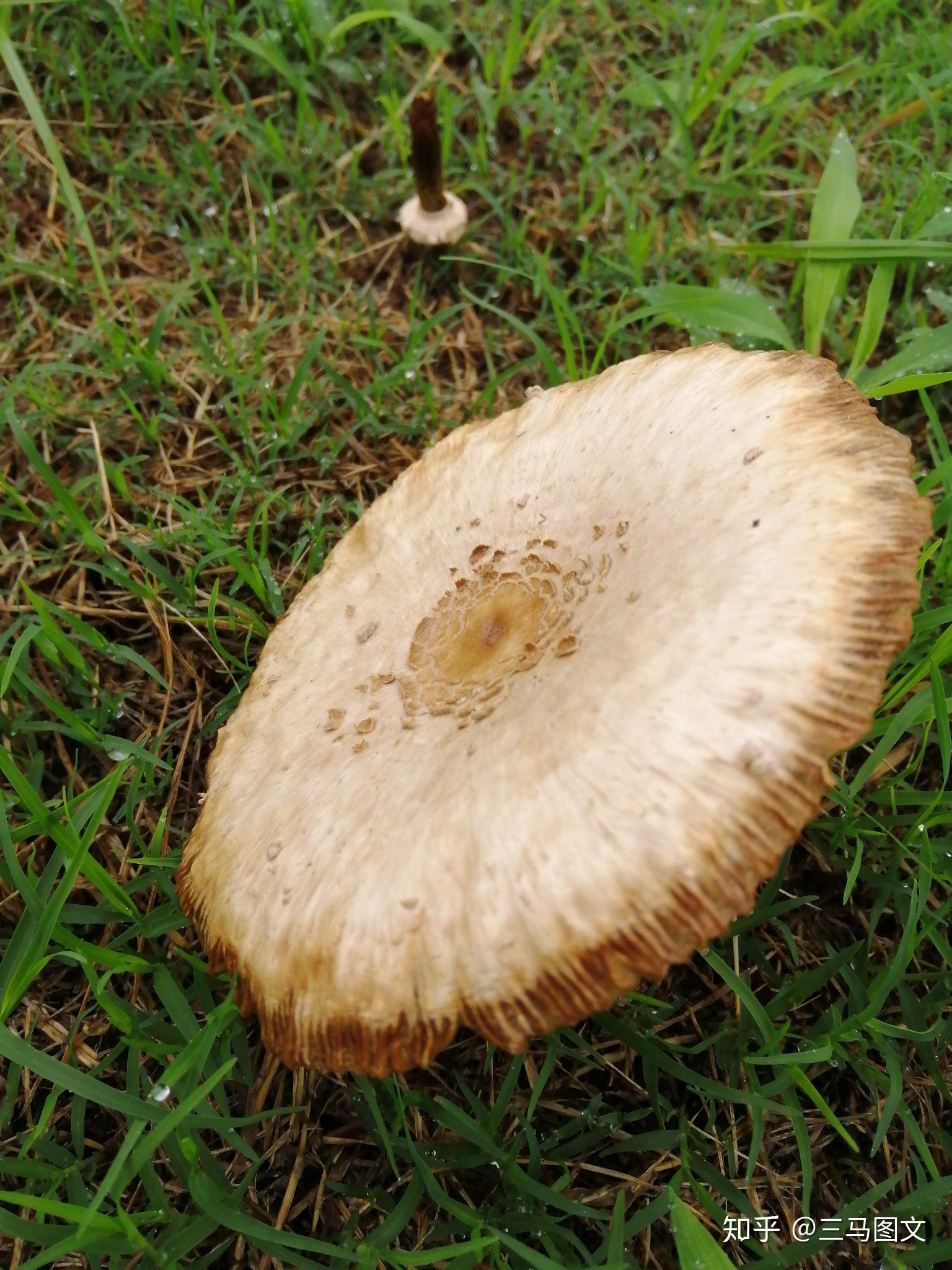 雨天草地上的大蘑菇